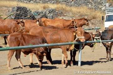 Muestra de ganado de las fiestas del patrono de Telde (Foto  Francisco Javier Santana)
